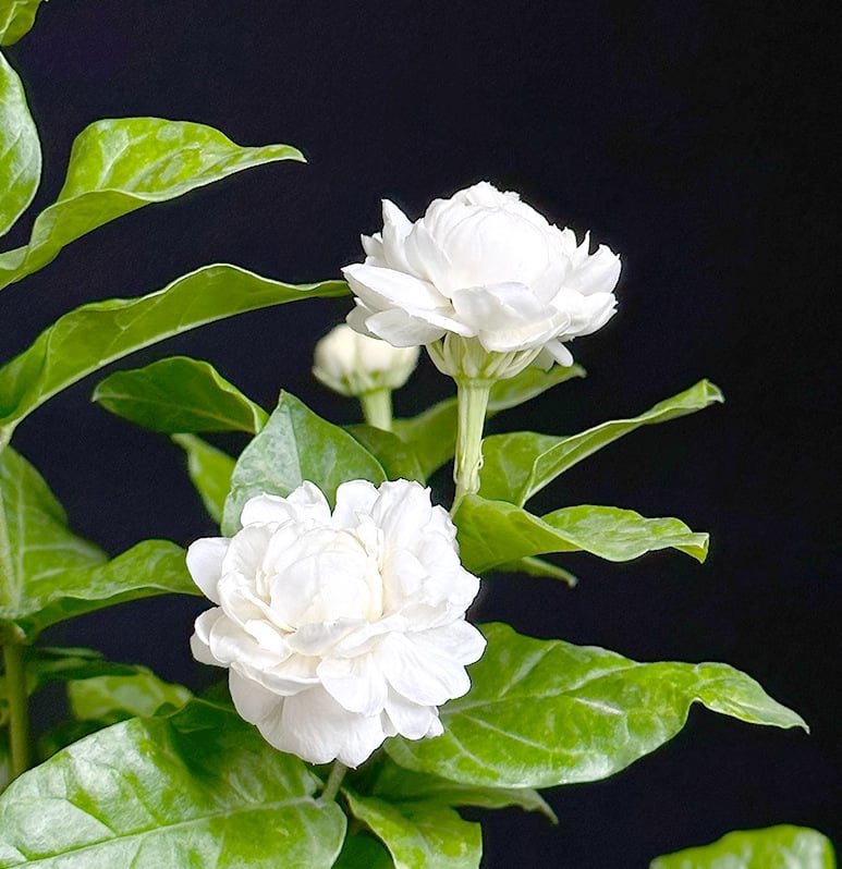 Tiger Head Jasmine iekšējā podā — spēcīgs aromāts, tīra gaisu, mitrumu mīlošs, mūsdienīgs minimālisma stils, produkta kods AL1000906146