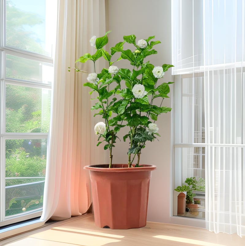 Tiger Head Jasmine iekšējā podā — spēcīgs aromāts, tīra gaisu, mitrumu mīlošs, mūsdienīgs minimālisma stils, produkta kods AL1000906146