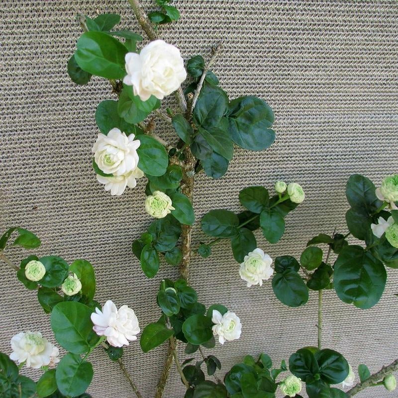 Tiger Head Jasmine iekšējā podā — spēcīgs aromāts, tīra gaisu, mitrumu mīlošs, mūsdienīgs minimālisma stils, produkta kods AL1000906146