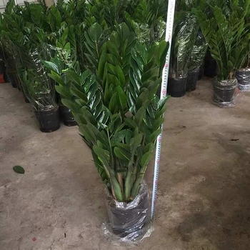 Naudas koks bonsai iekšējai telpai – dzīvojamai istabai un birojam, mīl sauli, normāla temperatūra, vidēja laistīšana, mūsdienīgs minimālisma stils