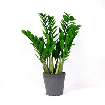 Naudas koks bonsai iekšējai telpai – dzīvojamai istabai un birojam, mīl sauli, normāla temperatūra, vidēja laistīšana, mūsdienīgs minimālisma stils