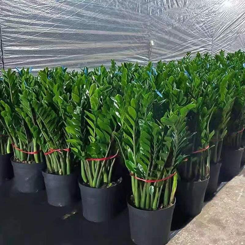 Naudas koks bonsai iekšējai telpai – dzīvojamai istabai un birojam, mīl sauli, normāla temperatūra, vidēja laistīšana, mūsdienīgs minimālisma stils