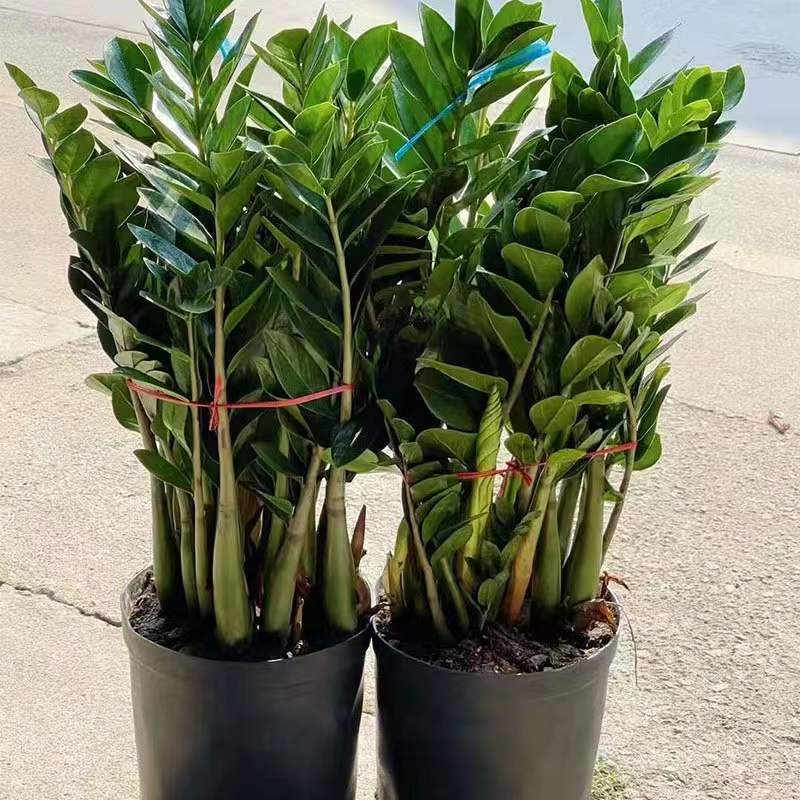 Naudas koks bonsai iekšējai telpai – dzīvojamai istabai un birojam, mīl sauli, normāla temperatūra, vidēja laistīšana, mūsdienīgs minimālisma stils