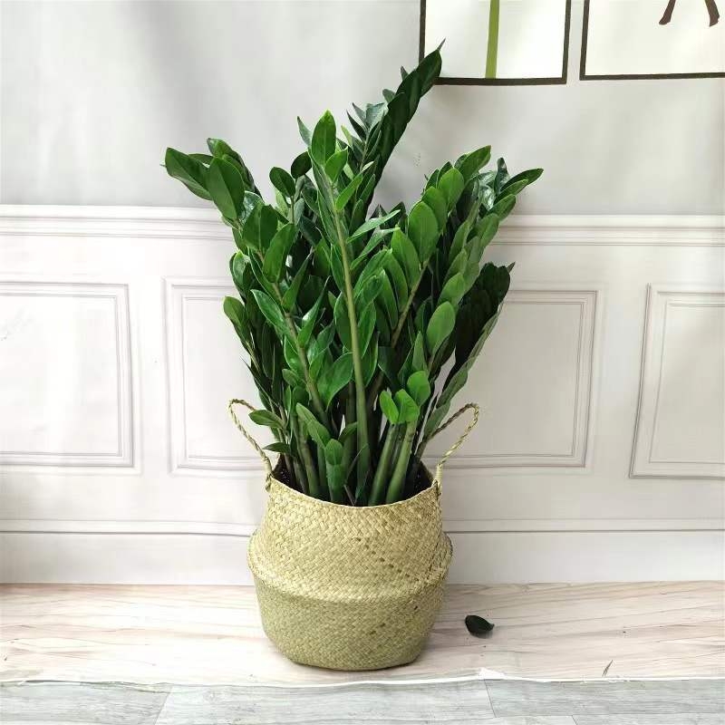 Naudas koks bonsai iekšējai telpai – dzīvojamai istabai un birojam, mīl sauli, normāla temperatūra, vidēja laistīšana, mūsdienīgs minimālisma stils