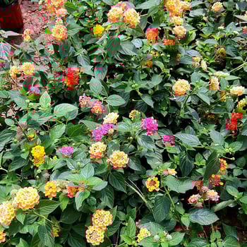 Саксийно растение сливово дърво — влаголюбиво, предпочита сянка, устойчиво на горещина и слънце, подходящо за външен балкон, разсад