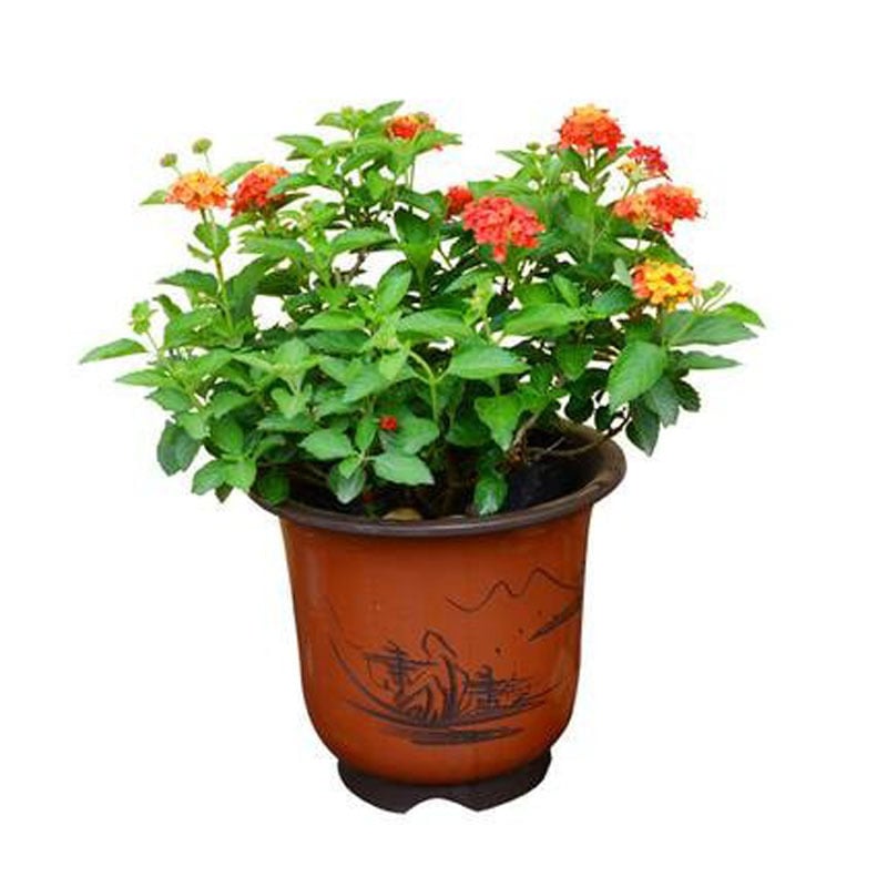 Саксийно растение сливово дърво — влаголюбиво, предпочита сянка, устойчиво на горещина и слънце, подходящо за външен балкон, разсад