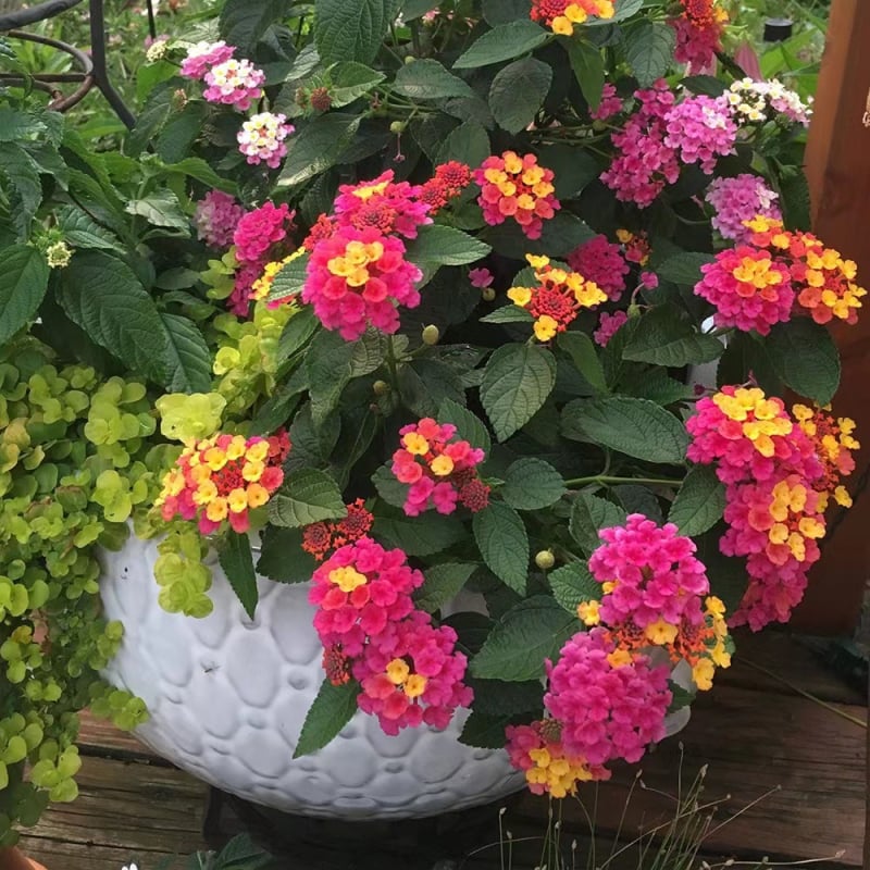 Саксийно растение сливово дърво — влаголюбиво, предпочита сянка, устойчиво на горещина и слънце, подходящо за външен балкон, разсад