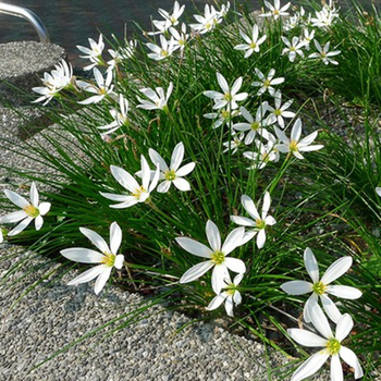 Разсади луковична орхидея — вечнозелено почвопокривно растение, джудже, за външна градина, сенколюбиво, студоустойчиво