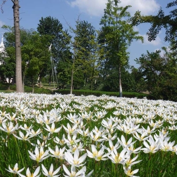 Разсади луковична орхидея — вечнозелено почвопокривно растение, джудже, за външна градина, сенколюбиво, студоустойчиво