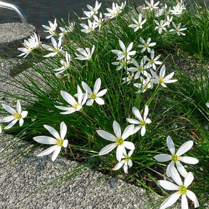 Разсади луковична орхидея — вечнозелено почвопокривно растение, джудже, за външна градина, сенколюбиво, студоустойчиво