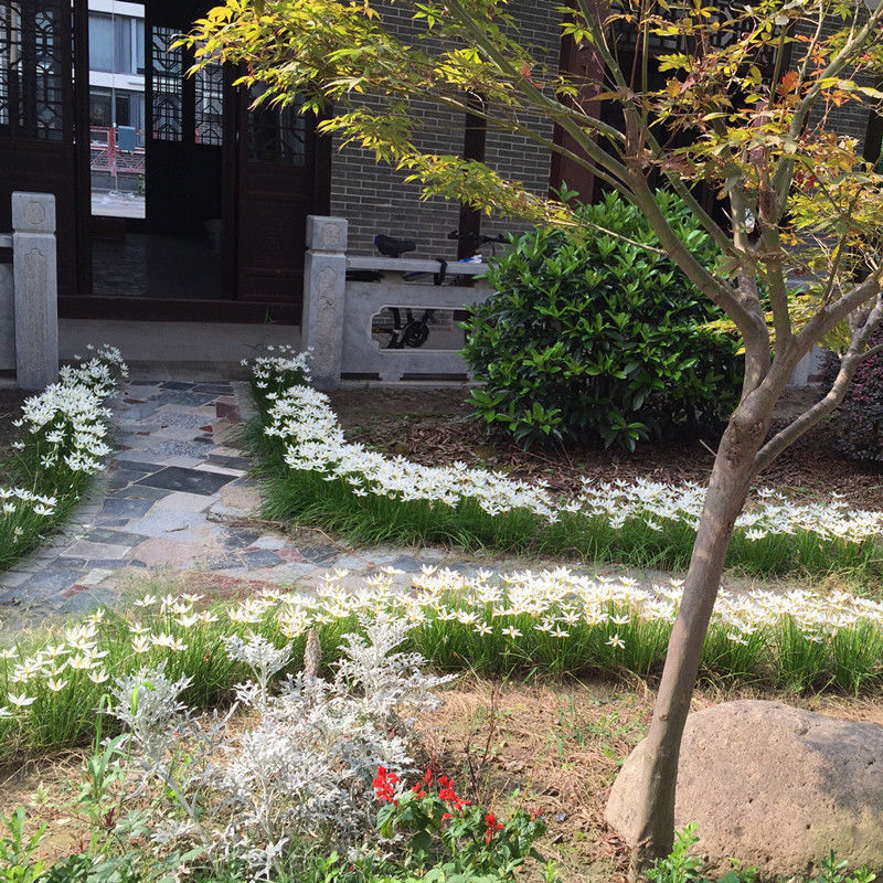 Разсади луковична орхидея — вечнозелено почвопокривно растение, джудже, за външна градина, сенколюбиво, студоустойчиво