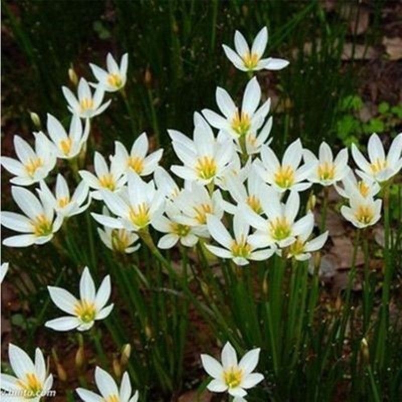 Разсади луковична орхидея — вечнозелено почвопокривно растение, джудже, за външна градина, сенколюбиво, студоустойчиво