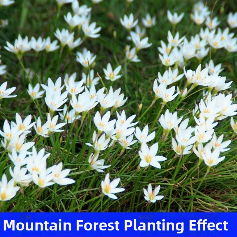 Sibul-orkidee pistikud — alatirohis taime, igihaljas mullakate, väikse vormiga, väline aed, varjutaluv, külmakindel