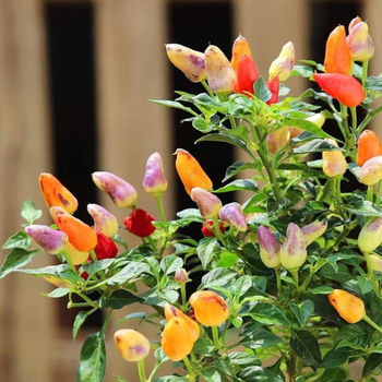 Ядлив пипер растение в саксия за балкон/интериор, обича слънцето, нормална температура на отглеждане