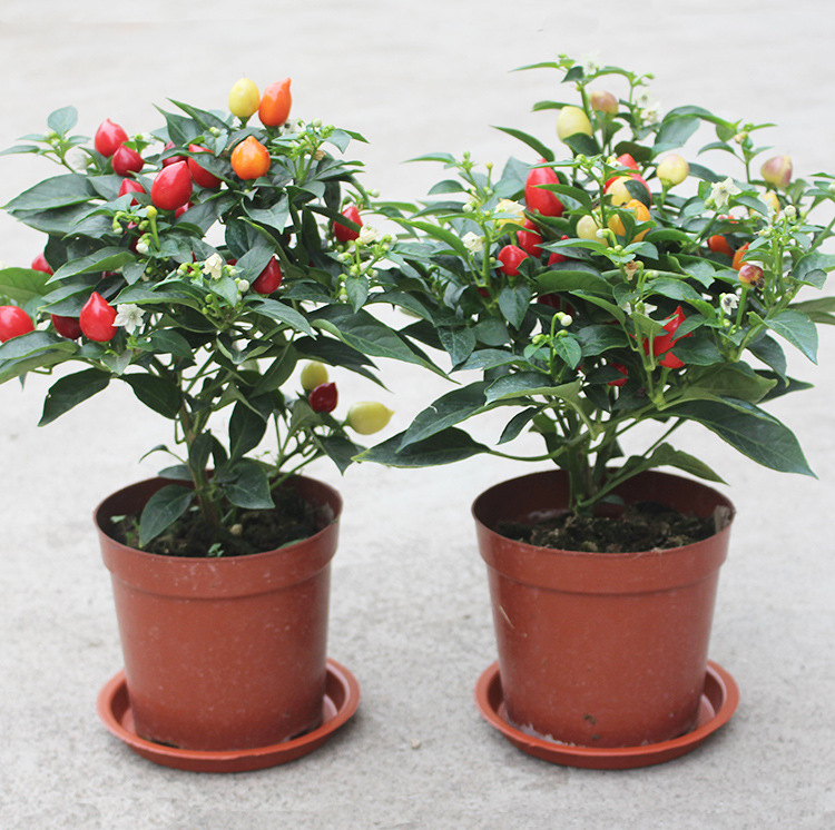 Ядлив пипер растение в саксия за балкон/интериор, обича слънцето, нормална температура на отглеждане