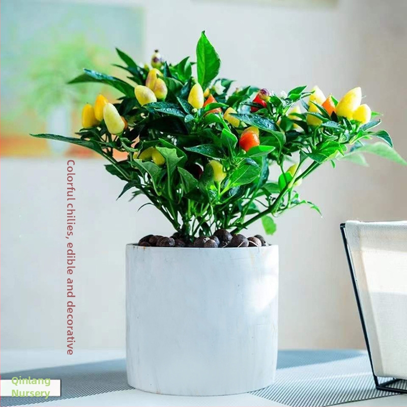 Söödav paprika taim potis rõdule või siseruumides, päikesetarmastaja, normaalne kasvutemperatuur