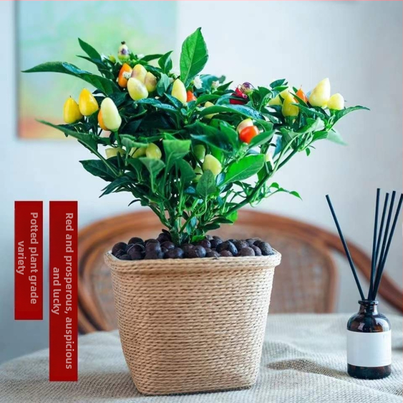 Ēdams paprika augi podā balkona iekšienē, mīl sauli, normāla augšanas temperatūra