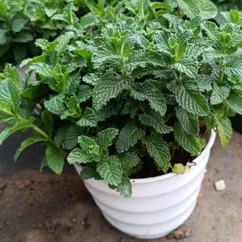 Mentă în ghiveci pentru interior - comestibilă, parfumată, repelentă de țânțari, purifică aerul prin absorbția aldehidelor; potrivită pentru living și balcon; stil modern minimalist.