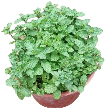 Mentă în ghiveci pentru interior - comestibilă, parfumată, repelentă de țânțari, purifică aerul prin absorbția aldehidelor; potrivită pentru living și balcon; stil modern minimalist.