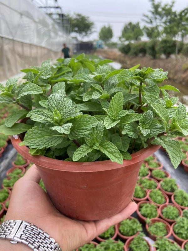 Mentă în ghiveci pentru interior - comestibilă, parfumată, repelentă de țânțari, purifică aerul prin absorbția aldehidelor; potrivită pentru living și balcon; stil modern minimalist.