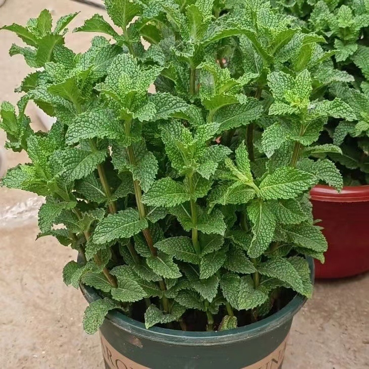 Mentă în ghiveci pentru interior - comestibilă, parfumată, repelentă de țânțari, purifică aerul prin absorbția aldehidelor; potrivită pentru living și balcon; stil modern minimalist.