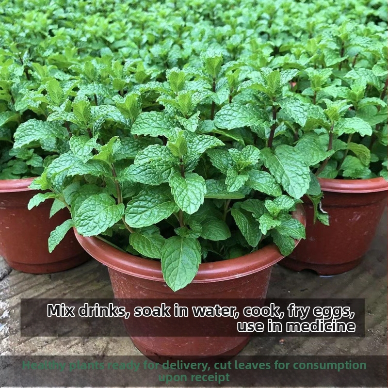 Mentė vidaus naudojimui vazonėlyje - valgoma, kvapni, atbaido uodus, valo orą aldehidų įsisavinimu; tinkama svetainei ir balkonui; modernus minimalistinis stilius.