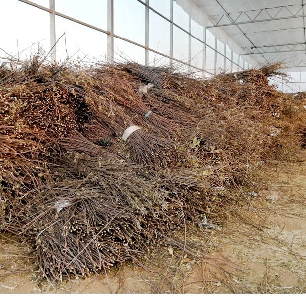 Almafa-ág harapó rúd kisállatok számára – természetes faág játék