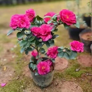 Камелия разсад с пъпки, цъфти през всички сезони, студоустойчива, калем върху стар стъбло, градинска камелия в сферична форма