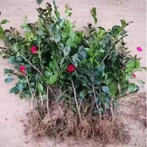 Камелия разсад с пъпки, цъфти през всички сезони, студоустойчива, калем върху стар стъбло, градинска камелия в сферична форма