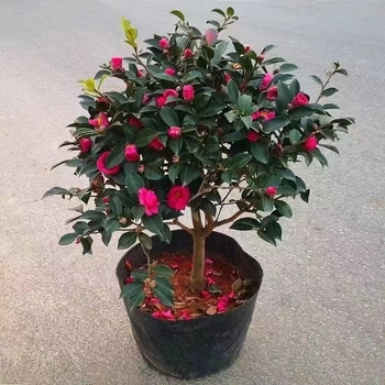 Камелия разсад с пъпки, цъфти през всички сезони, студоустойчива, калем върху стар стъбло, градинска камелия в сферична форма