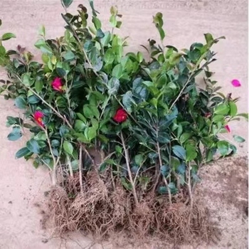 Камелия разсад с пъпки, цъфти през всички сезони, студоустойчива, калем върху стар стъбло, градинска камелия в сферична форма