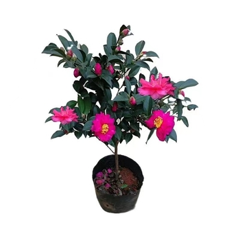 Камелия разсад с пъпки, цъфти през всички сезони, студоустойчива, калем върху стар стъбло, градинска камелия в сферична форма