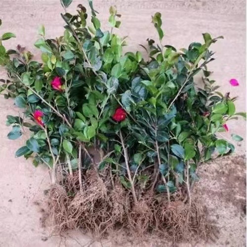 Камелия разсад с пъпки, цъфти през всички сезони, студоустойчива, калем върху стар стъбло, градинска камелия в сферична форма