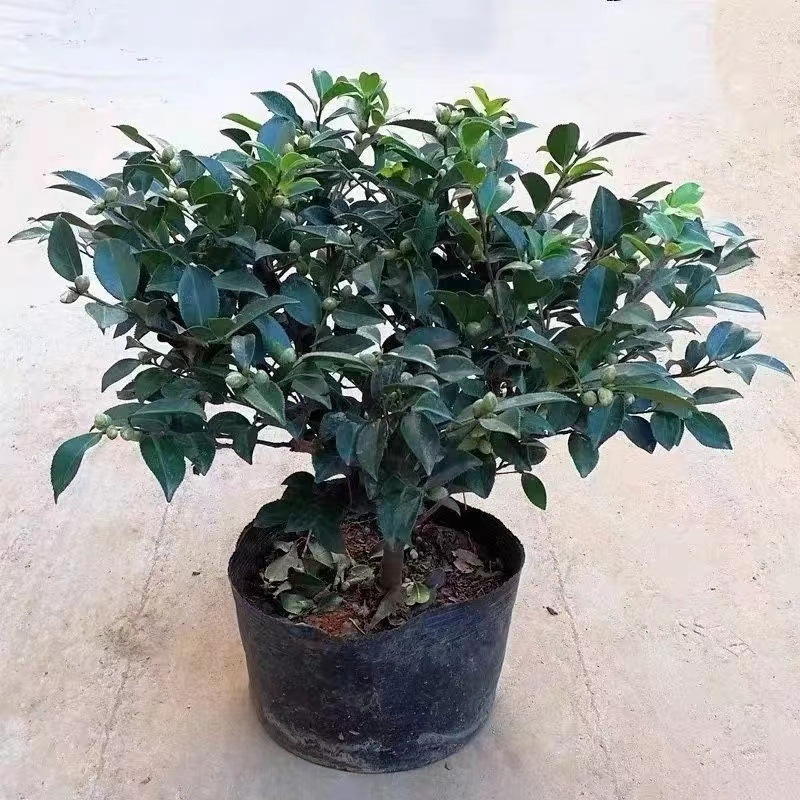 Камелия разсад с пъпки, цъфти през всички сезони, студоустойчива, калем върху стар стъбло, градинска камелия в сферична форма