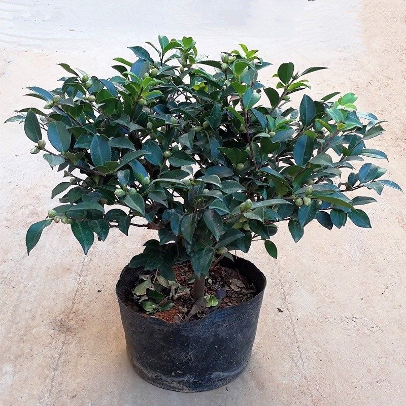 Камелия разсад с пъпки, цъфти през всички сезони, студоустойчива, калем върху стар стъбло, градинска камелия в сферична форма