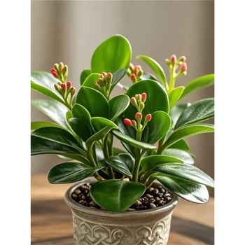 Листно растение - устойчиво на топлина и студ, пречиства въздуха, сорт Duck Foot Wood, оптимална температура 25°C, светлина: неутрална, лесно за отглеждане