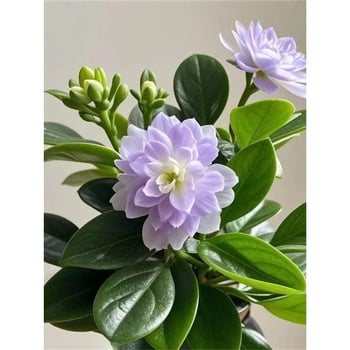 Листно растение - устойчиво на топлина и студ, пречиства въздуха, сорт Duck Foot Wood, оптимална температура 25°C, светлина: неутрална, лесно за отглеждане