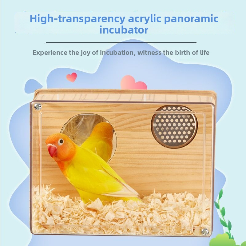Paukščių veisimo lizdo dėžė - Mažas kūno tipas - Amžius: Suaugęs - Kilmė: Shandong - Importuota: Ne