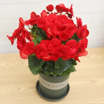 Μπέγονια – εσωτερικό φυτό σε γλάστρα για μπαλκόνι, ανθίζει όλο το χρόνο, αντέχει σε σκιά, αγαπά την υγρασία, συμβατό με υδροπονία