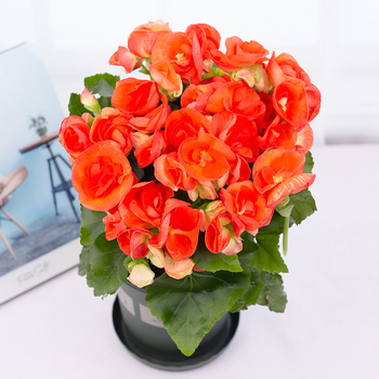 Μπέγονια – εσωτερικό φυτό σε γλάστρα για μπαλκόνι, ανθίζει όλο το χρόνο, αντέχει σε σκιά, αγαπά την υγρασία, συμβατό με υδροπονία