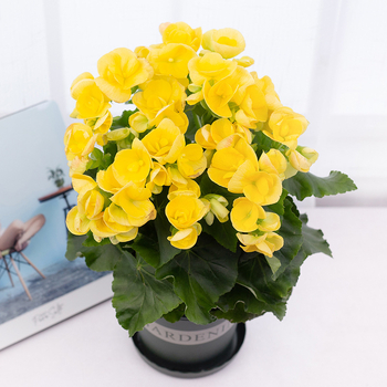 Μπέγονια – εσωτερικό φυτό σε γλάστρα για μπαλκόνι, ανθίζει όλο το χρόνο, αντέχει σε σκιά, αγαπά την υγρασία, συμβατό με υδροπονία