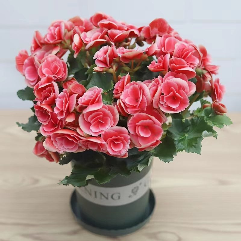 Μπέγονια – εσωτερικό φυτό σε γλάστρα για μπαλκόνι, ανθίζει όλο το χρόνο, αντέχει σε σκιά, αγαπά την υγρασία, συμβατό με υδροπονία