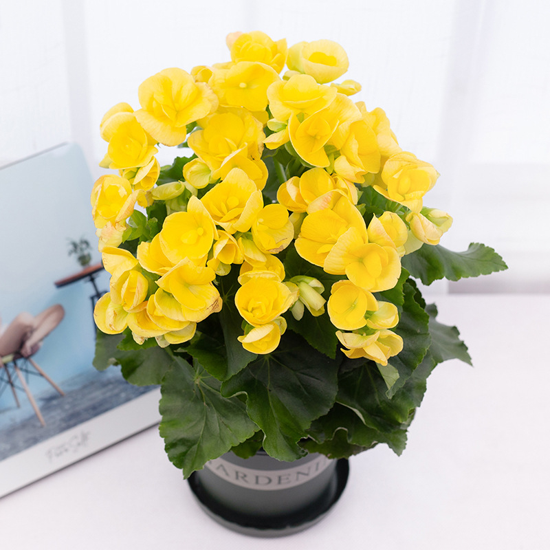 Μπέγονια – εσωτερικό φυτό σε γλάστρα για μπαλκόνι, ανθίζει όλο το χρόνο, αντέχει σε σκιά, αγαπά την υγρασία, συμβατό με υδροπονία