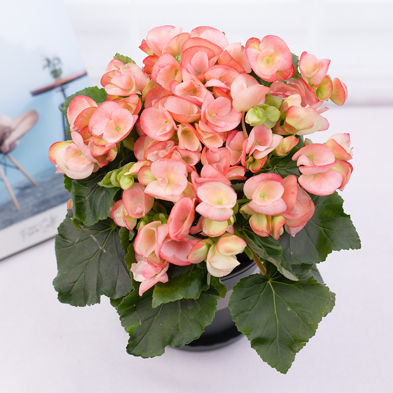 Μπέγονια – εσωτερικό φυτό σε γλάστρα για μπαλκόνι, ανθίζει όλο το χρόνο, αντέχει σε σκιά, αγαπά την υγρασία, συμβατό με υδροπονία