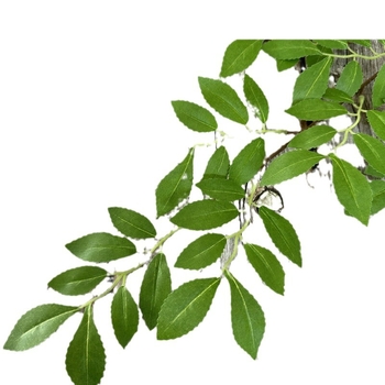 Umjetna penjačka biljka s listovima breskve, eukaliptusa i jujube; 7-listna penjačka biljka, Pan Weaving materijal, za rekvizite za fotografije i kućnu dekoraciju