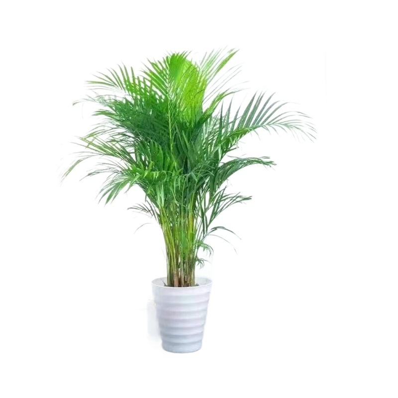 Колекция вътрешни саксийни растения: Sanwei kwai; оптимална температура 15°C; неутрално осветление