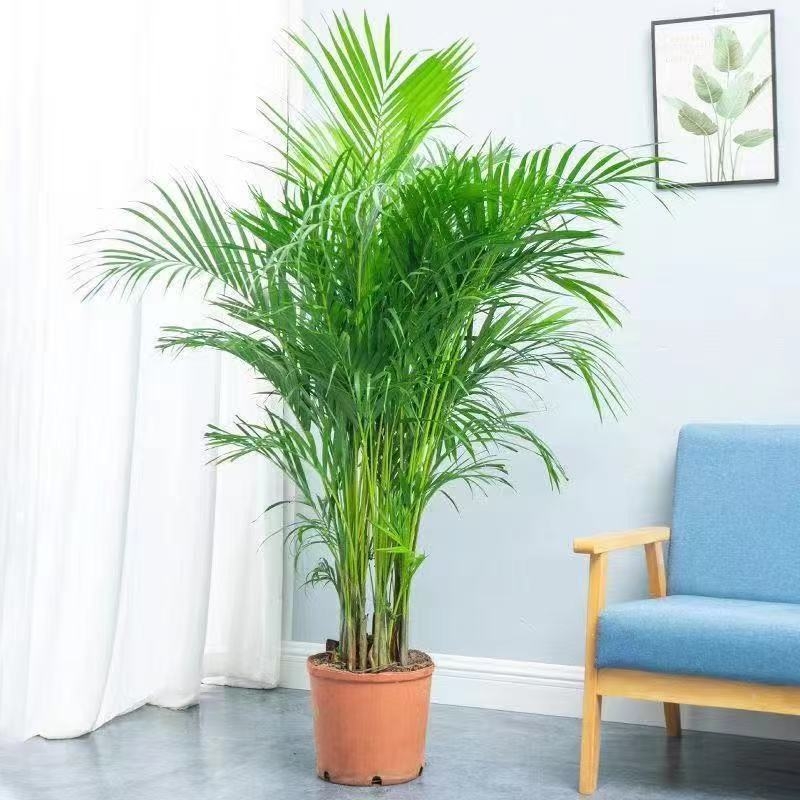 Колекция вътрешни саксийни растения: Sanwei kwai; оптимална температура 15°C; неутрално осветление