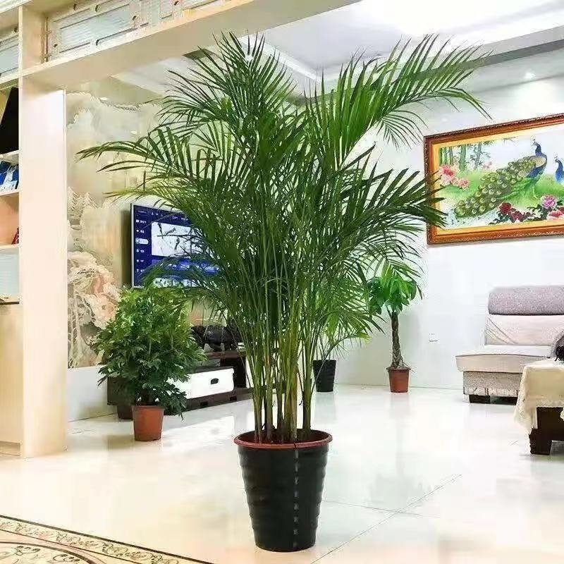 Колекция вътрешни саксийни растения: Sanwei kwai; оптимална температура 15°C; неутрално осветление