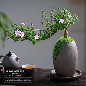 Bonsai: Red Flower June Snow bonsai - Mõõdukas temperatuur, Neutraalne valgustus, Neutraalne kastmine, Stiil: Uus hiina stiil, Modernne minimalism, taskukohane luksus; Tootekood 3344