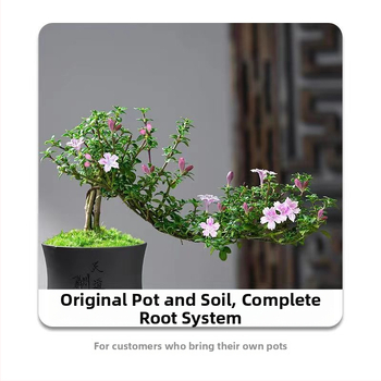 Bonsai: Red Flower June Snow bonsai - Mõõdukas temperatuur, Neutraalne valgustus, Neutraalne kastmine, Stiil: Uus hiina stiil, Modernne minimalism, taskukohane luksus; Tootekood 3344